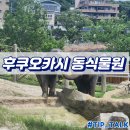 타이어사자 | 후쿠오카시 동식물원 내돈내산 후기