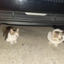 영아네 분식 이미지