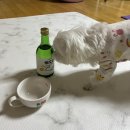 견생냥품무인24시도봉방학역점 | 멍소주 / 멍소주 후기 / 반려견 / 말티즈 / 강아지소주 / 애견간식 / 내돈내산