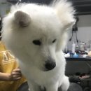 팻키우소 이미지