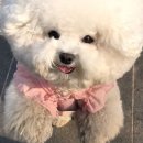 개귀여워 이미지