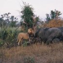 사자들의 코끼리 사냥. 이미지