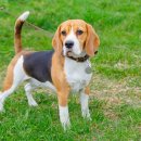 꼬리치는강아지 이미지