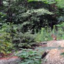 잣나무향기 이미지