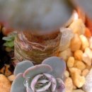 참새와 방앗간 이미지