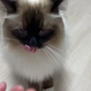 헬로가토스 이미지