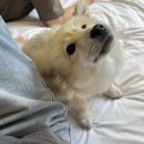 키친 드 멍 | 팔레드차밍 게터웨이, 양평 독채 애견리조트 내돈내산 방문후기