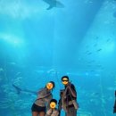 🐬 6살, 6개월 아이랑 제주 아쿠아플라넷 후기｜꼭 알아야 할 꿀팁! 공연 시간 꼭 확인하세요
