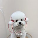 마미펫 | 강아지 애견 미용실 비숑 귀툭튀컷 전문 미용 가격 오산 마미펫 내돈내산 후기