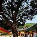 천마리만마리산내들축산 | 영천 여행 은해사 팔공산 천년 사찰 주차·코스·볼거리·운영시간 총정리│영천1박2일EP7