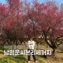남평문씨본리세거지 주차장 안 | 대구 가볼만한 곳 남평문씨본리세거지 매화 개화 상황 주차후기
