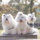 꼬똥사파이어 이미지