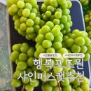 🍇 영암 행복포도원 샤인머스켓 추천 -선물용으로도 강력 추천! 🍇