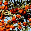 (주)비타민나무 이미지