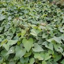 이정자농원 이미지