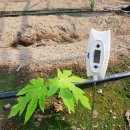 김광석 농장 이미지