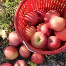 사과나무펜션 이미지