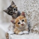 행담 동물병원 이미지