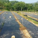 포포농장 이미지