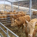 명가명품횡성한우프라자 이미지