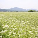 '가을 정취 물씬' 횡성군, 마산리 메밀꽃밭서 버스킹 공연. 이미지