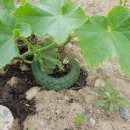 안만순농장 이미지