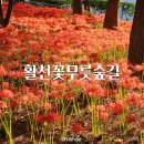 씨유 김해 활천역점 | 김해 활천꽃무릇숲길 부산 근교 꽃무릇 개화상태