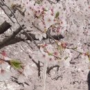 번암리 조천 연꽃공원2 이미지