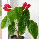 안시리움 (Anthurium) 이미지