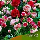 거기경로당 Daum카페