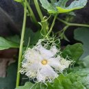 하늘타리 이미지