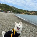 만성리 파출소 옆 | 전남 여수 애견동반여행 가볼만한 곳 추천 만성리검은모래해변