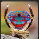 Peacock Spider 이미지