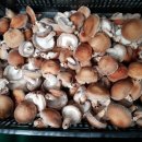 버섯생농장 이미지