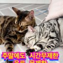 모여봐요 고양이 카페 이미지