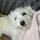 24시 라움동물의료센터 이미지