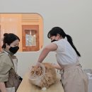 언제나고양이 이미지