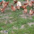 하이라인 산란계 암닭분양 1만원씩 10+1서비스 (소량가능) 이미지