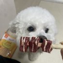 송송펫 이미지