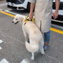 멍뭉워시 네이버블로그