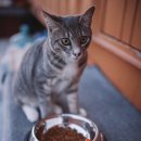 고양이의 하루 이미지