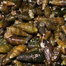 괴강올갱이해장국 이미지