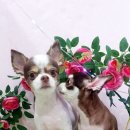 블링블링펫 이미지