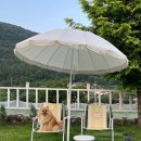 해피도그 이미지