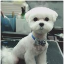 아가펫살롱 이미지