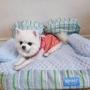 꼬미펫 | 🐶여름 대비 완료 ☀️ 꼬미 냉감 펫쇼파 솔직후기