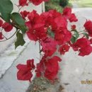 Re:부겐베리아(Bougainvillea) 이미지