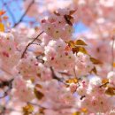 서산 개심사 겹벚꽃 청벚꽃 왕벚꽃 봄날 서산 여행 이미지