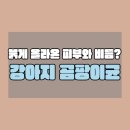 우리 강아지 곰팡이균, 이제 더 이상 혼자 고민하지 마세요!