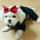 퍼피엔젤 이미지